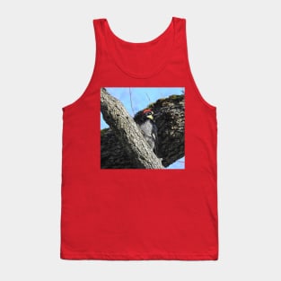 Wildlife gifts, acorn woodpecker, birds, nature Tank Top